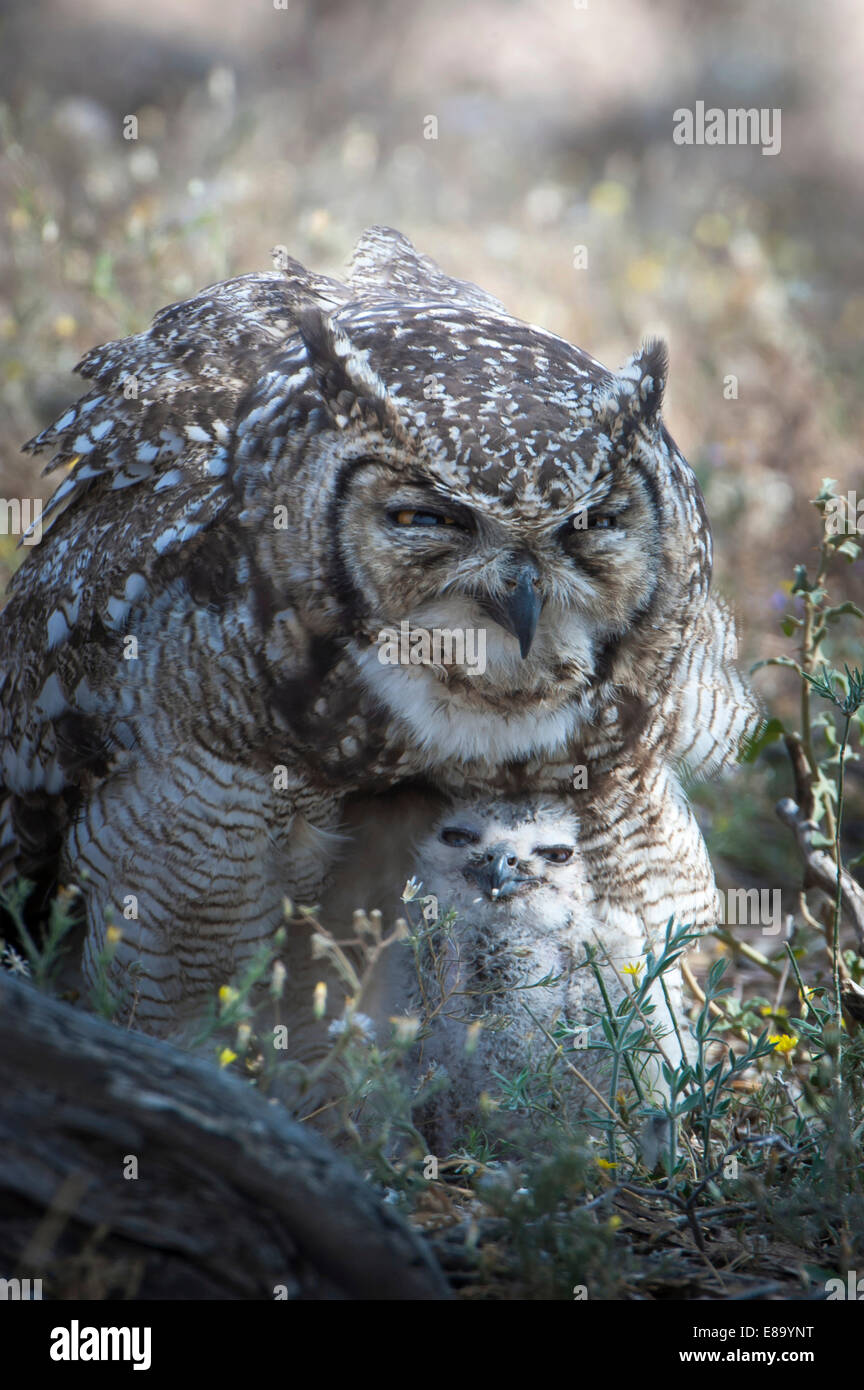 Gefleckte Uhu (Bubo Africanus) mit Küken, Kgalagadi Transfrontier Park, Northern Cape, South Africa Stockfoto