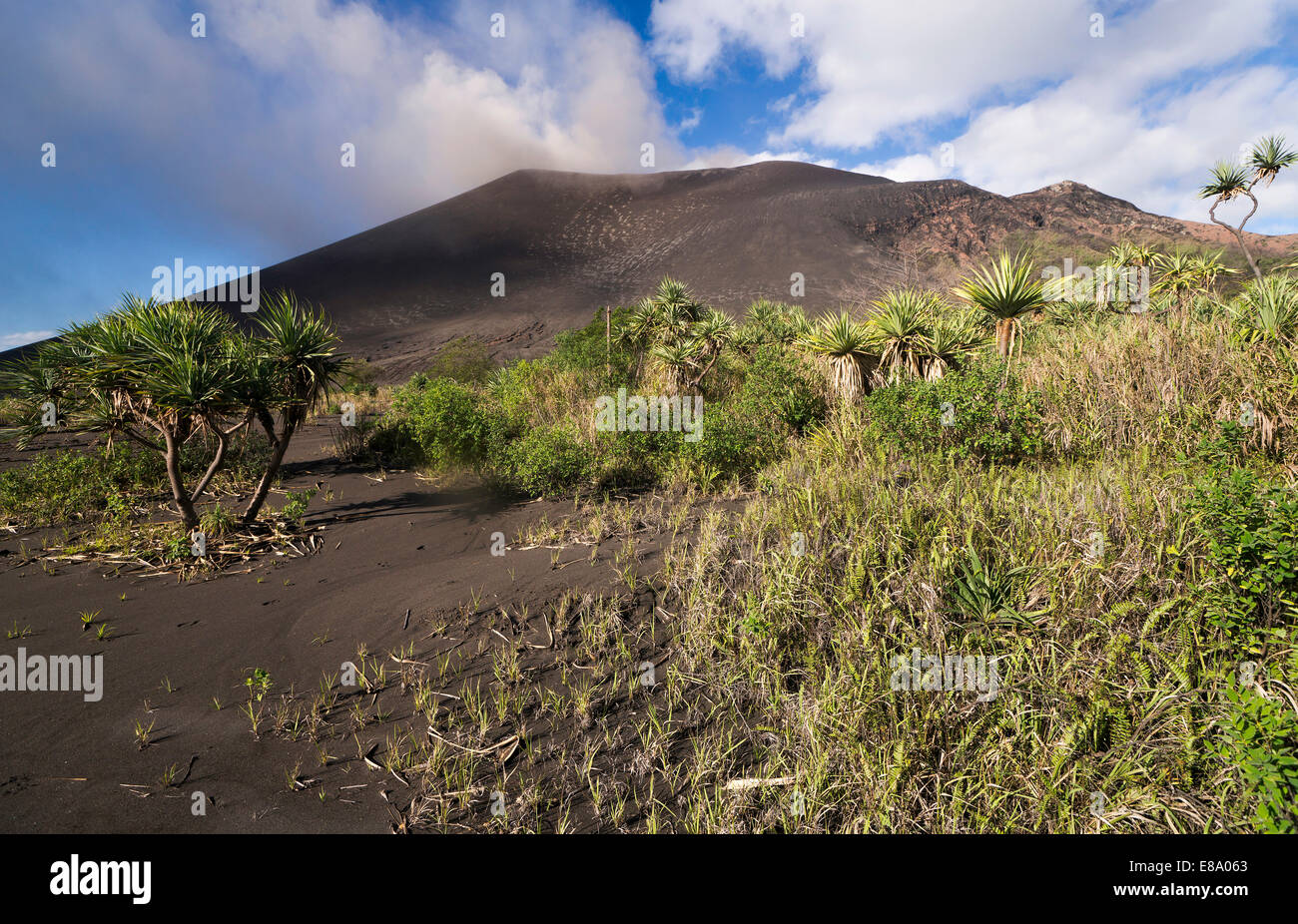 Schrauben Sie Kiefern (Pandanus SP.) auf Aschenebene vor Mount Yasur Vulkan Insel Tanna, Vanuatu Stockfoto