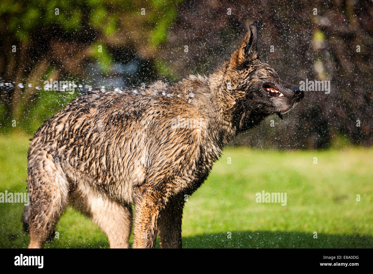 Nassen Deutscher Schäferhund abschütteln Wasser, Österreich Stockfoto