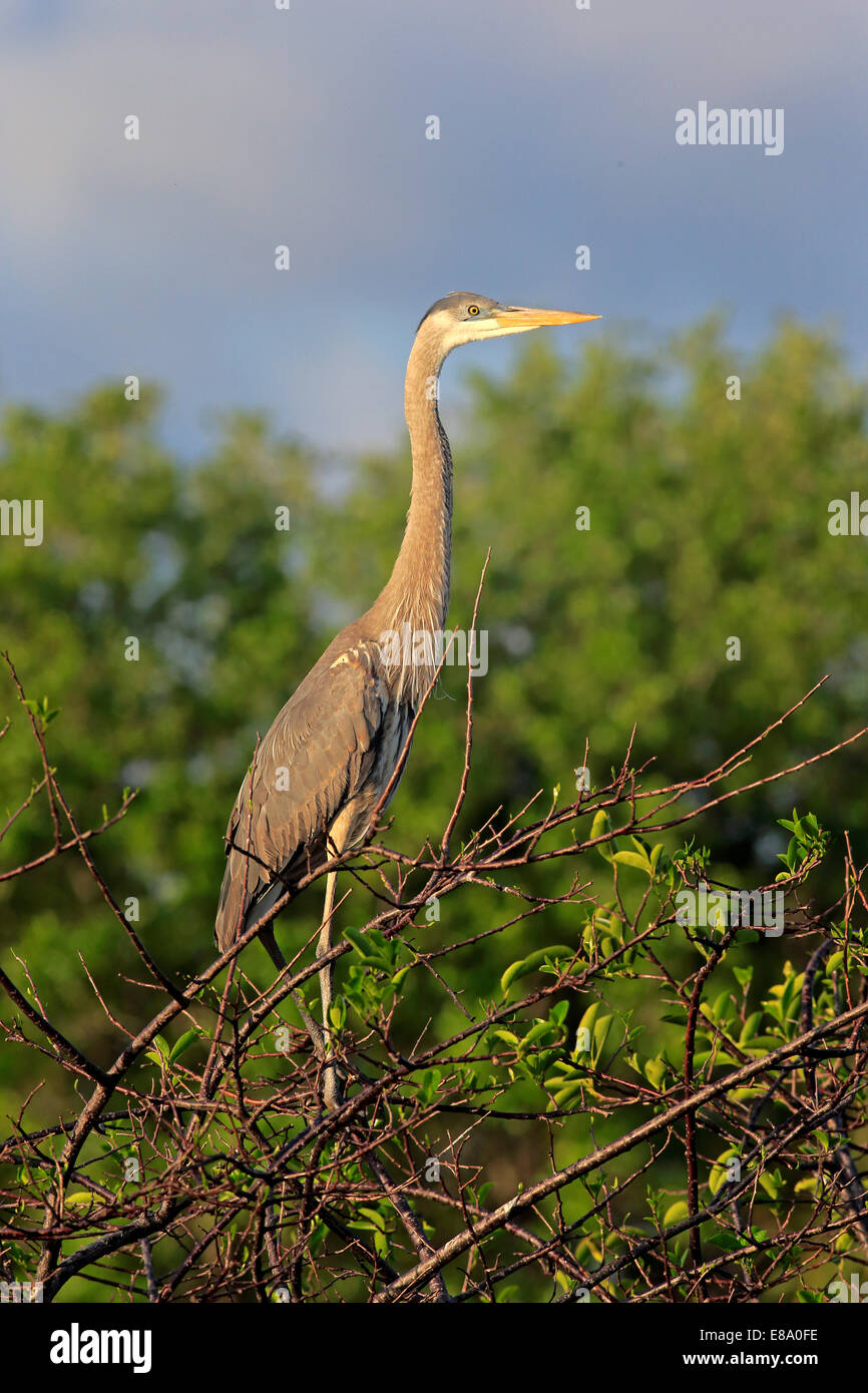 Great Blue Heron (Ardea Herodias), Halbwüchsige, Venedig Rookery, Florida, USA Stockfoto