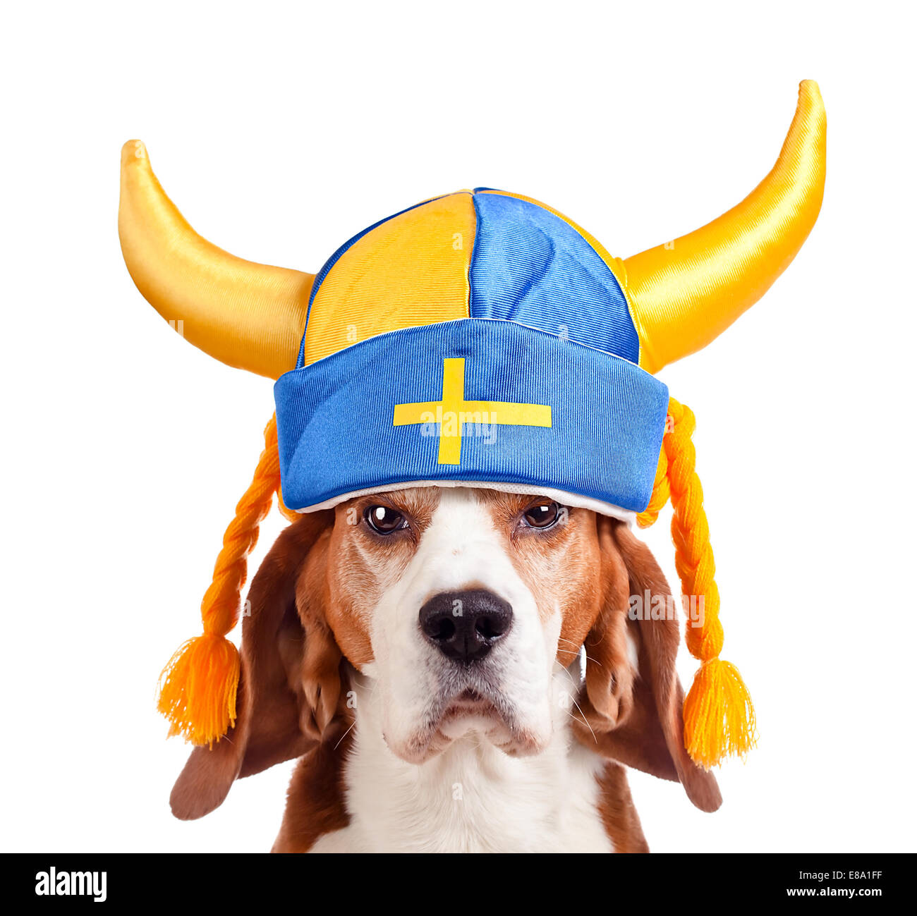 Beagle in schwedischen Hut, isoliert auf weißem Hintergrund Stockfoto