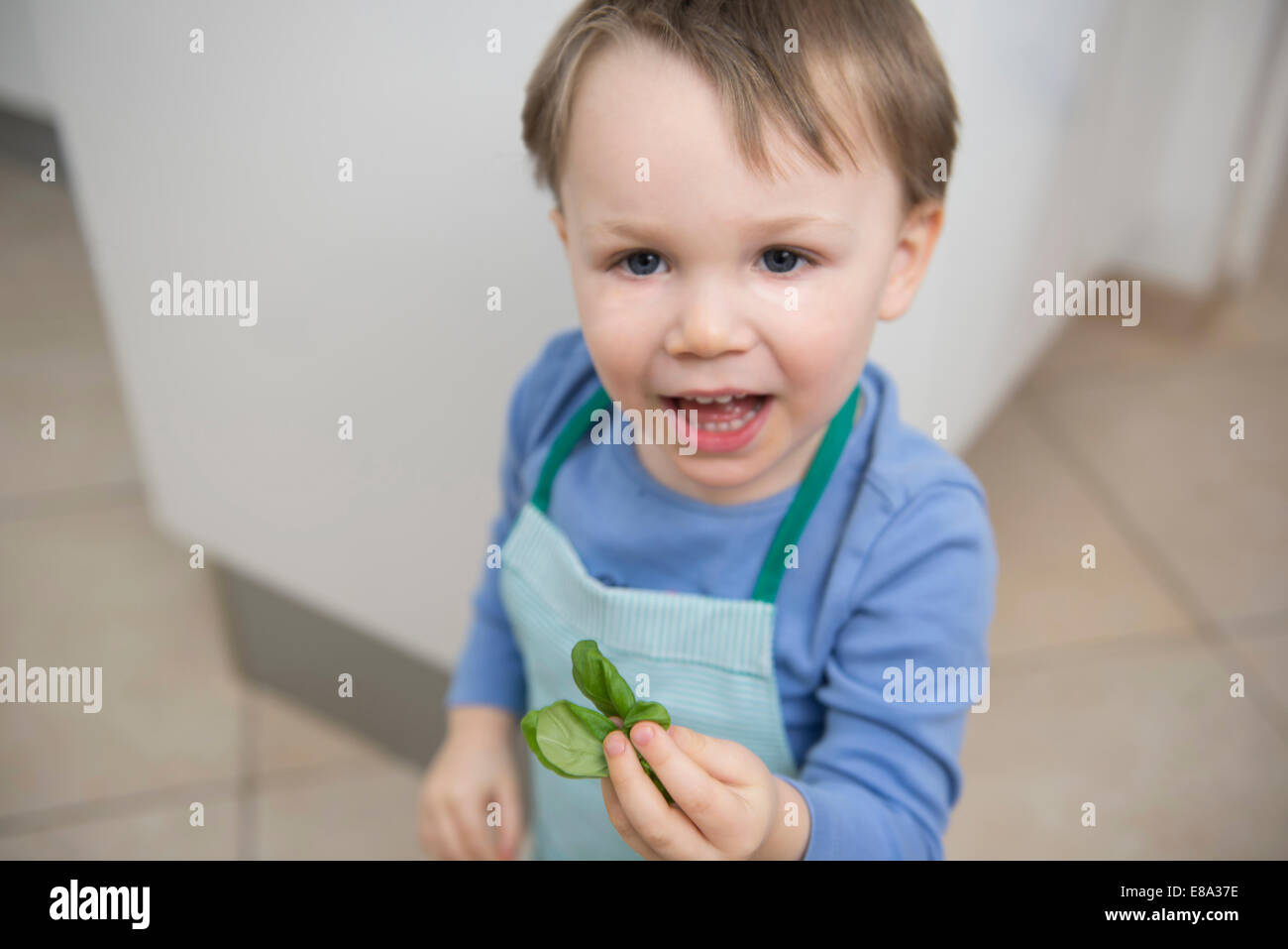 Junge Blätter Basilikum in seiner Hand hält Stockfoto