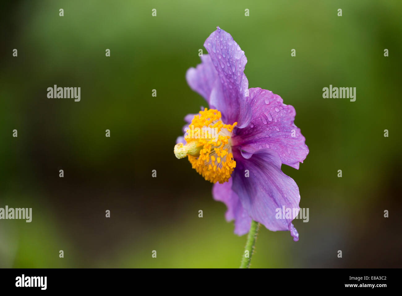 Himalayan Blue Poppy, Meconopsis Betonicifolia Hensol Violet Stockfoto