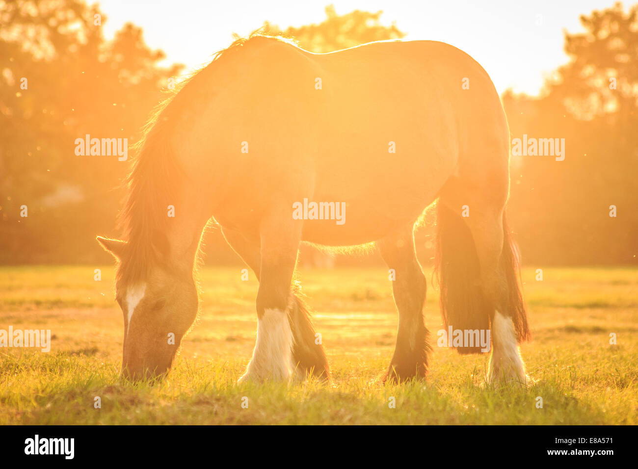 Weide Pony mit herrlichem Sonnenuntergang Herbst Stockfoto