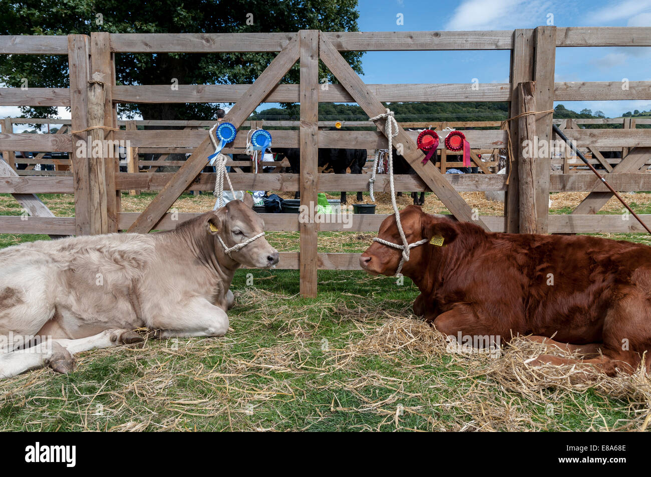 Eglwysbach landwirtschaftliche Messe 2014 Nord-Wales Stockfoto