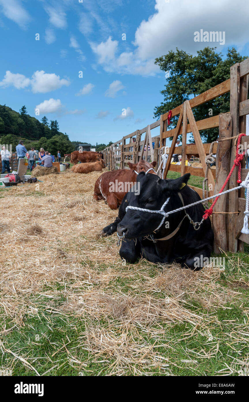 Eglwysbach landwirtschaftliche Messe 2014 Nord-Wales Stockfoto