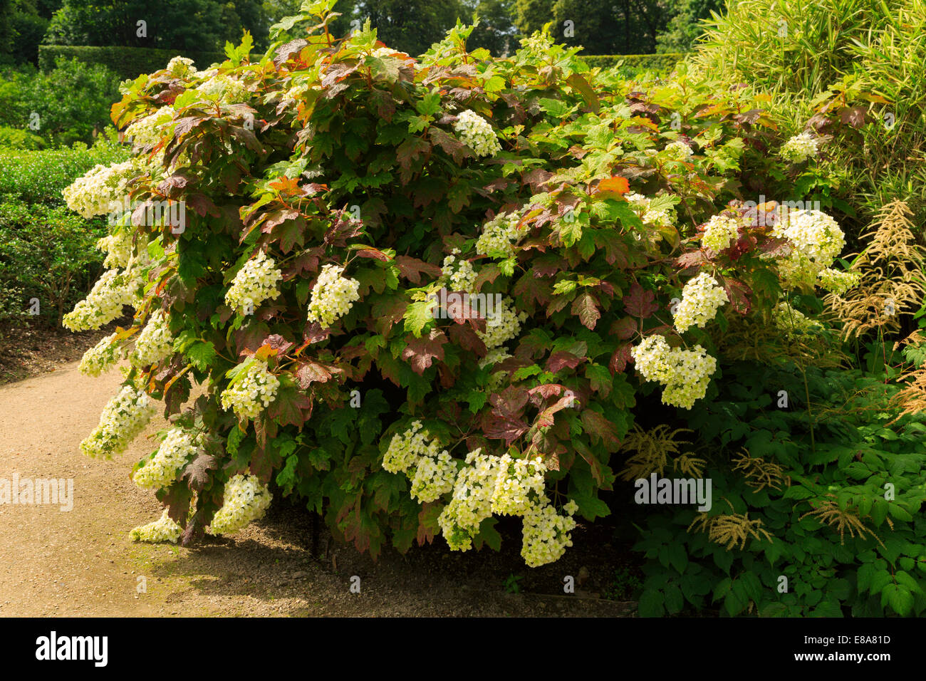 Oakleaf Hortensie, Hydrangea quercifolia Stockfoto