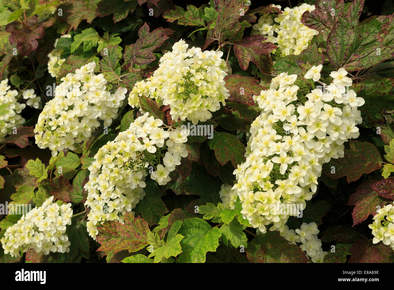 Oakleaf Hortensie, Hydrangea quercifolia Stockfoto