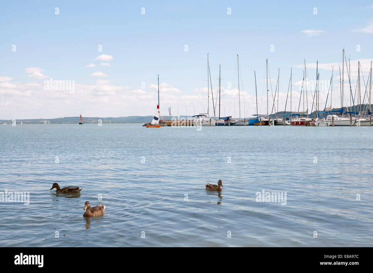 Enten in den Balaton Balatonfüred Harbour im Hintergrund, Ungarn Stockfoto