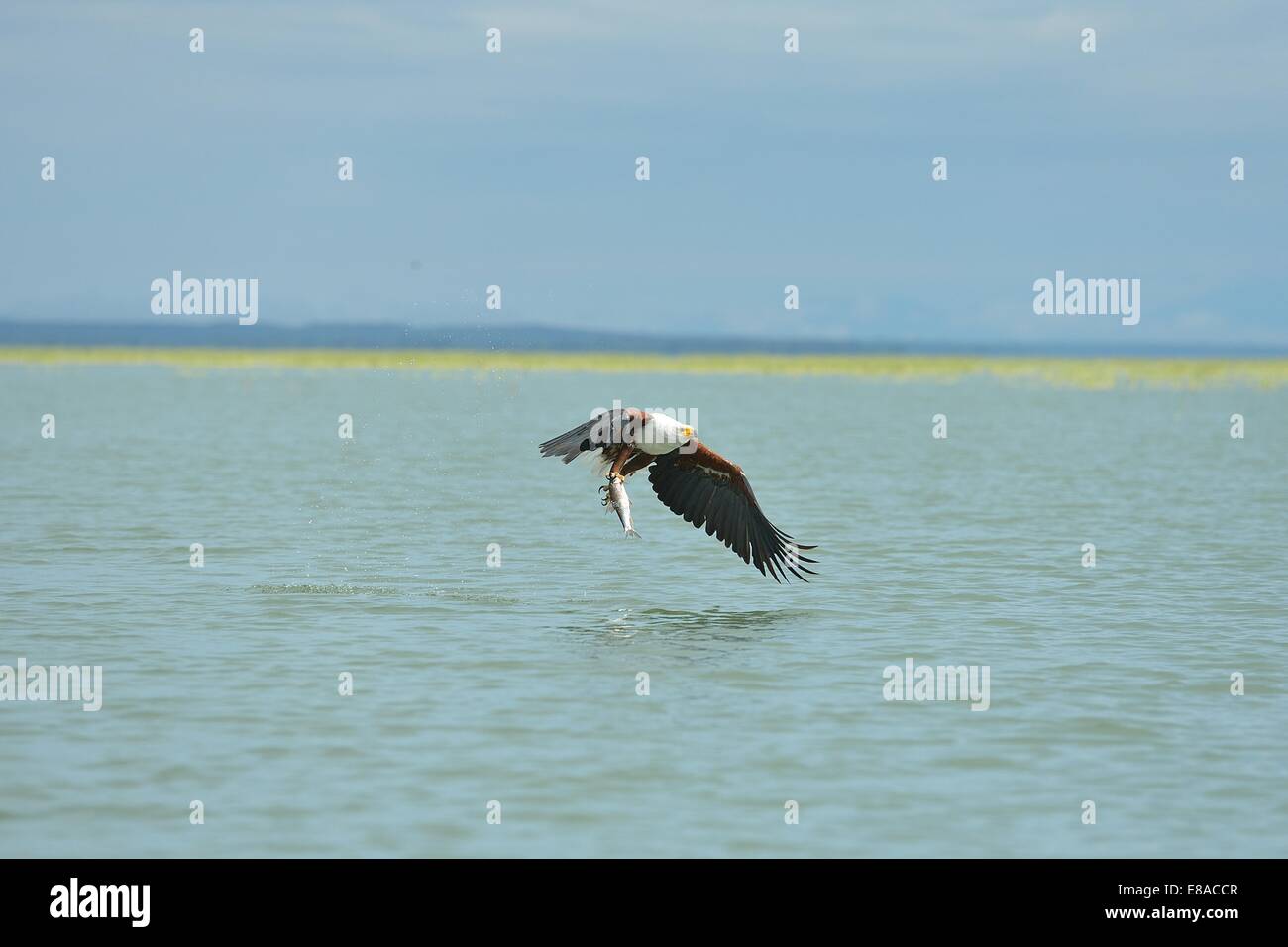 Afrikanischer Fisch-Adler - African-Seeadler (Haliaeetus Vocifer) gefangen im Flug einen Fisch mit seinen Krallen Lake Baringo - Kenia Stockfoto