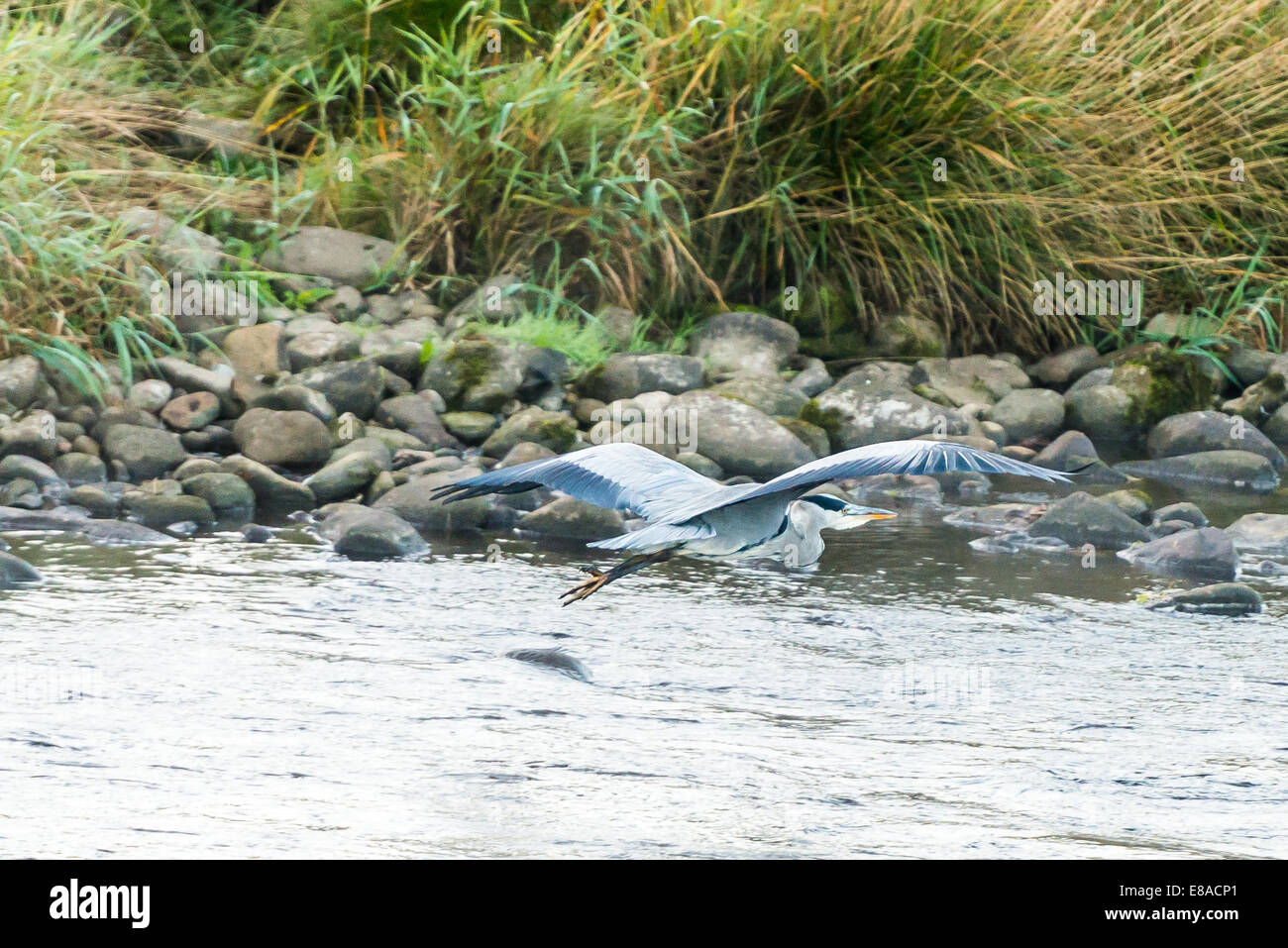 Heron fliegt über den Fluß Wharfe in North Yorkshire Stockfoto