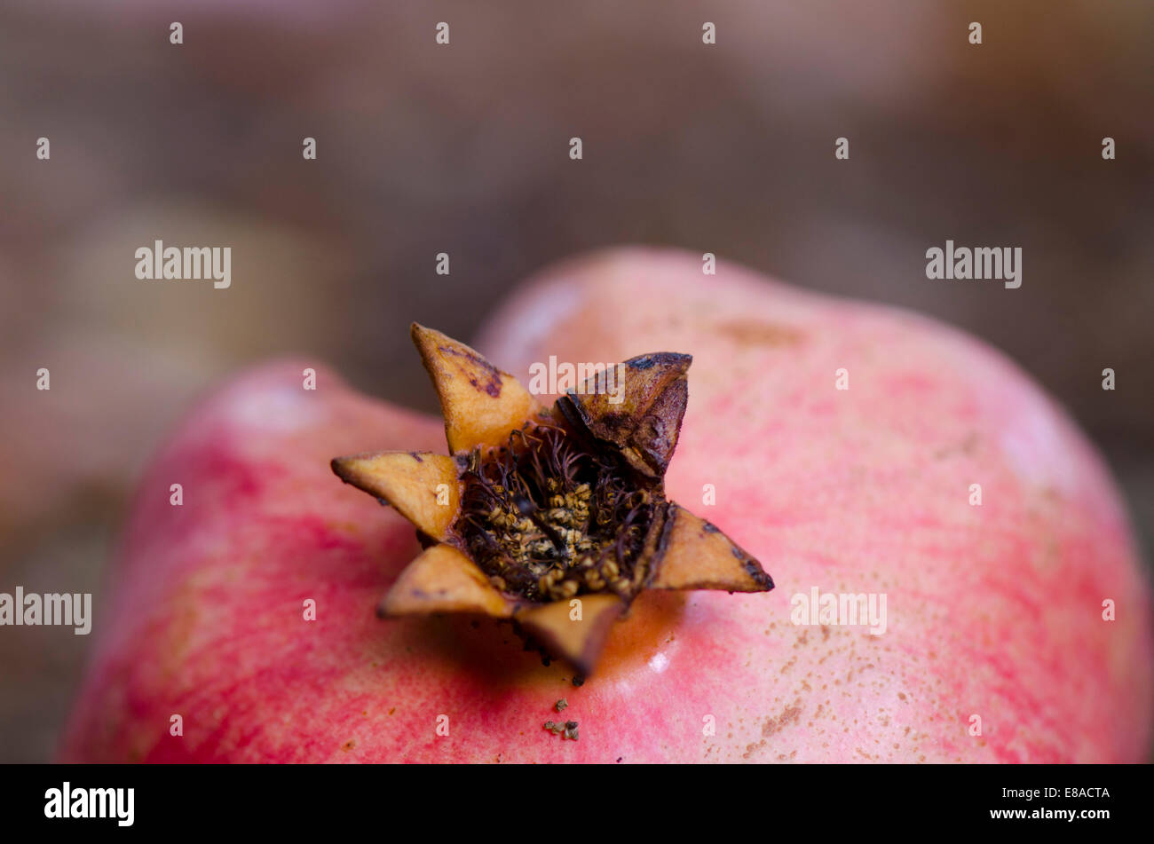 Nahaufnahme des reifen Granatapfels (Punica Granatum) gefallenen Baum, Andalusien, Spanien. Stockfoto