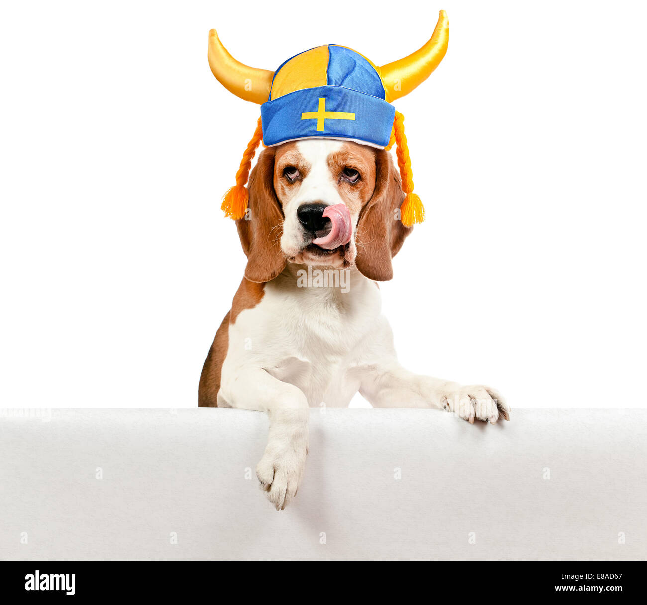 Beagle in schwedischen Hut, isoliert auf weißem Hintergrund Stockfoto