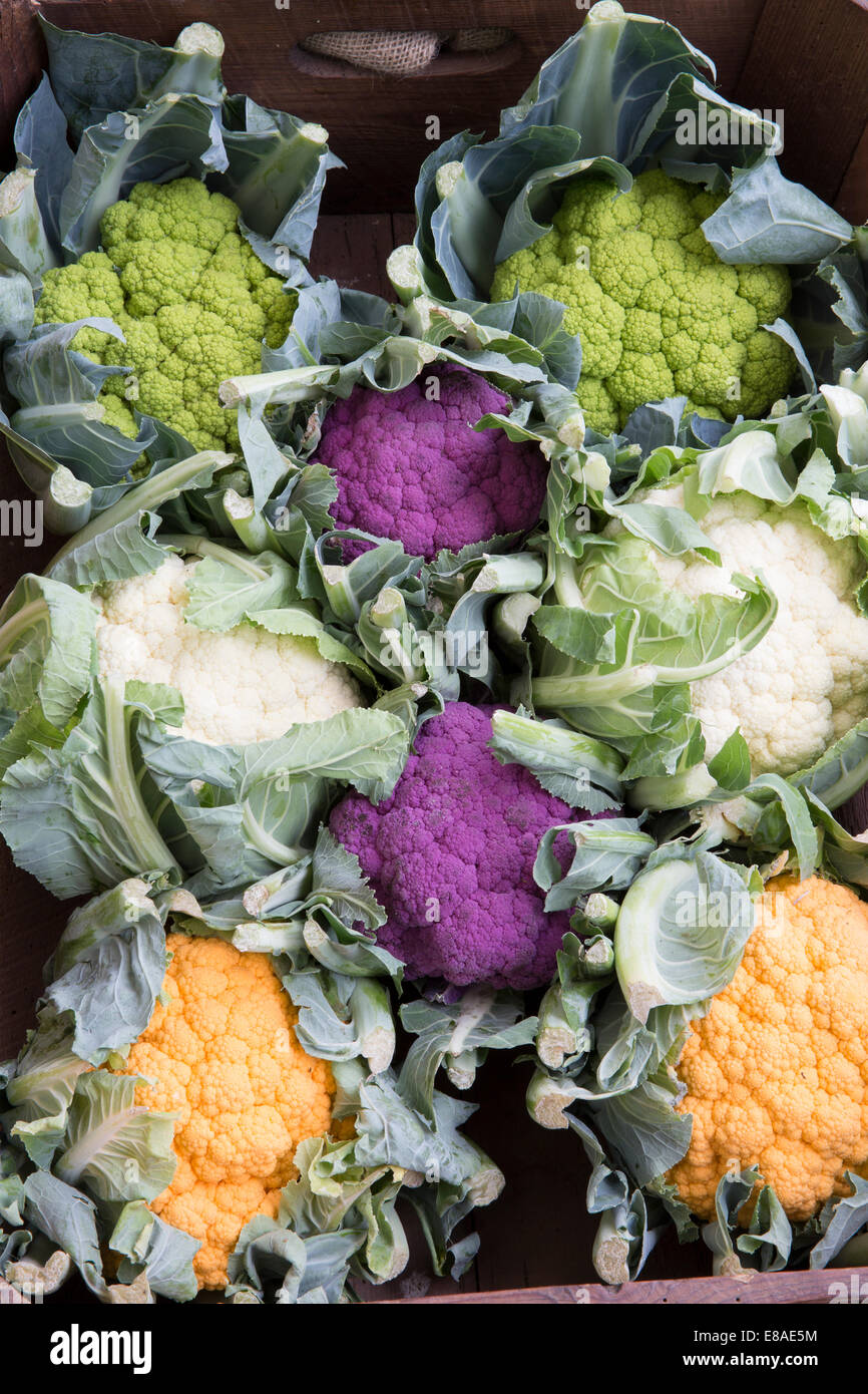Herbstgartenernte Gemüse Gemüse zeigt einen Bauernmarkt mit verschiedenen Regenbogenerbstücken Blumenkohl Blumenkohl Blumenkohl Märkte Großbritannien Stockfoto