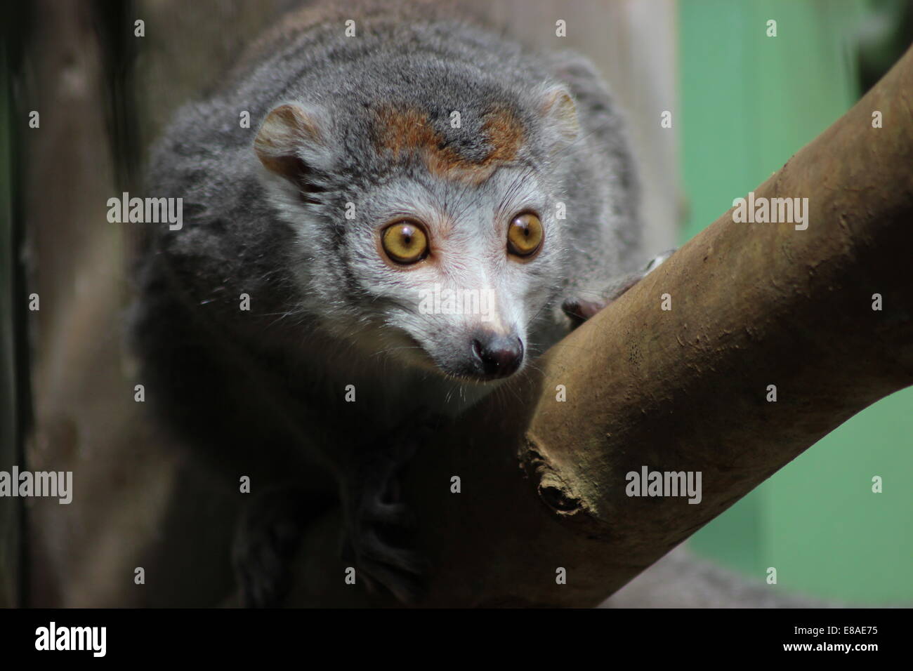 Eine gekrönte lemur Stockfoto