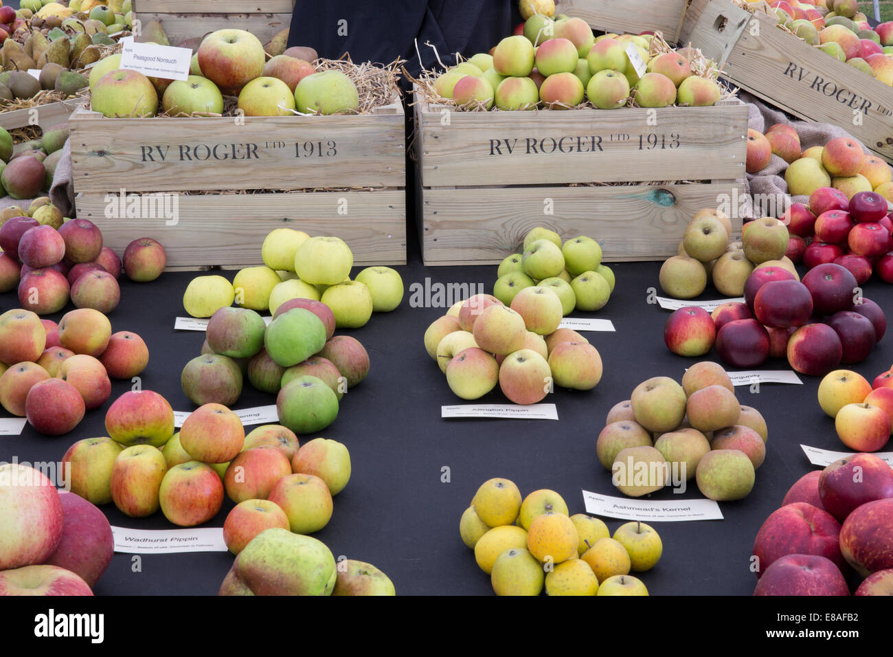 Ausstellung von traditionellen Apfelsorten auf einer Show Farmers Market Äpfel einschließlich Sorten „Ashmead's Kernel“ „Allington Pippin“ Malvern Herbstshow UK Stockfoto
