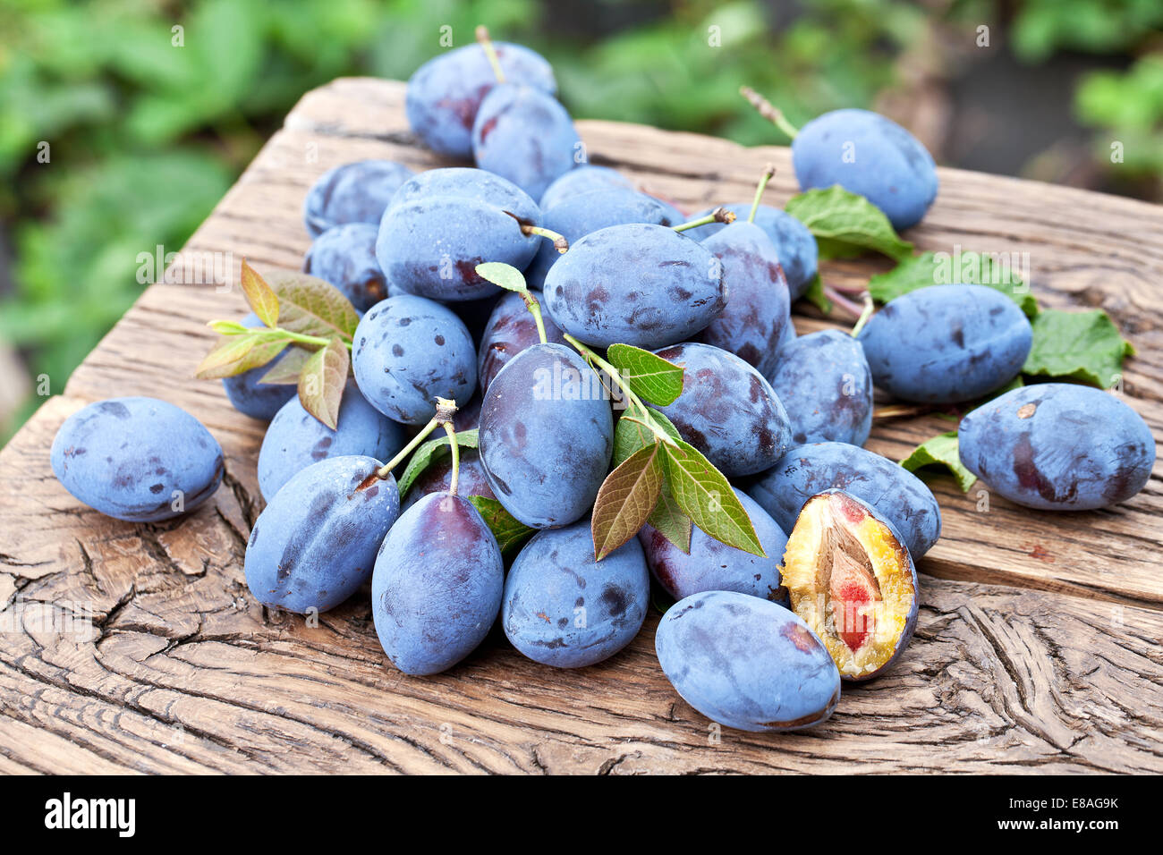 Pflaumen auf einem alten Holztisch im Garten. Stockfoto