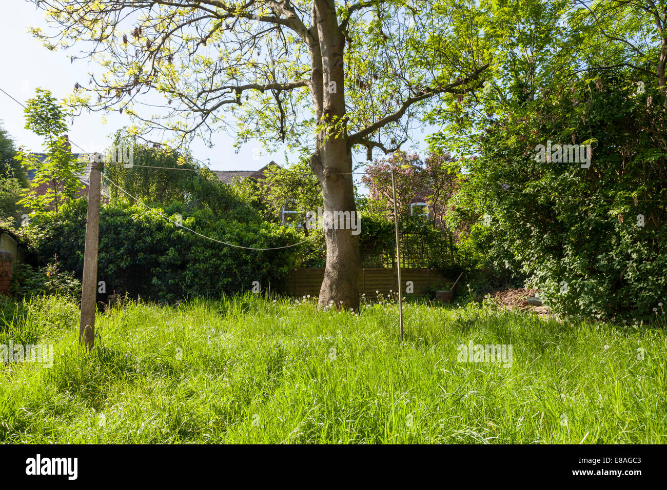 Vernachlässigten Garten mit einer Liegewiese von langen Gras und eine ungetrimmte Hedge, England, Großbritannien Stockfoto