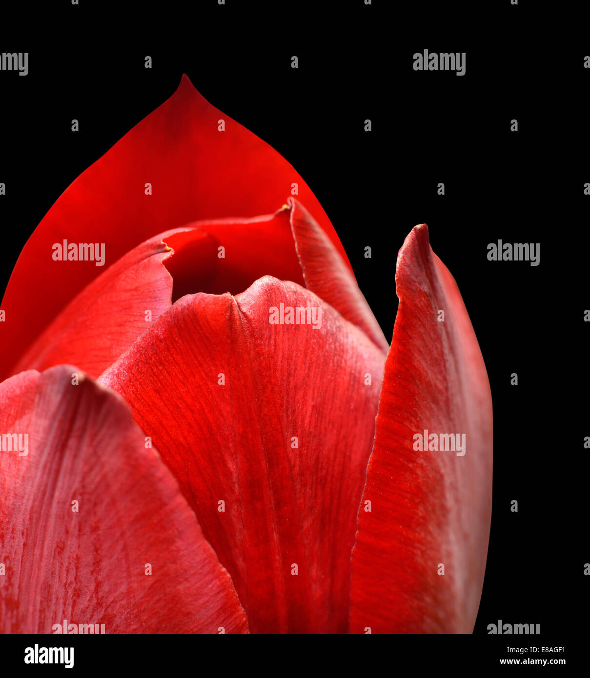 Rote Tulpe Flowerhead Makro Nahaufnahme isoliert auf schwarzem Hintergrund. Stockfoto