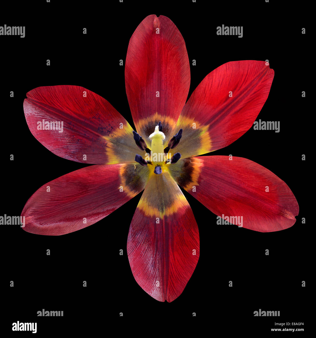 Rote Lilie Blume öffnete isoliert auf schwarzen Hintergrund Stockfoto