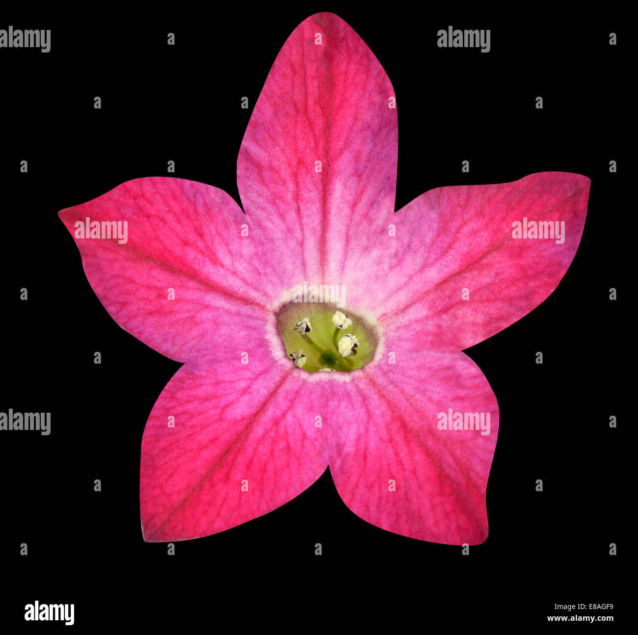 Lila Morning Glory Blume auf schwarzem Hintergrund isoliert Stockfoto