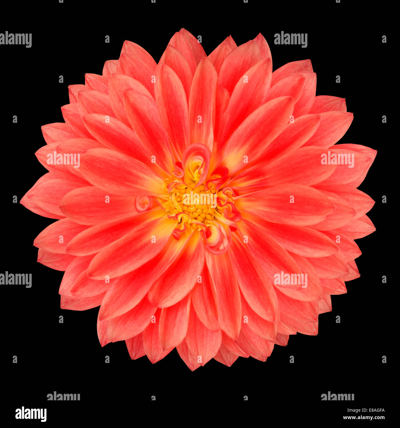 Rote Gerbera Ringelblumeblume auf schwarzem Hintergrund isoliert Stockfoto