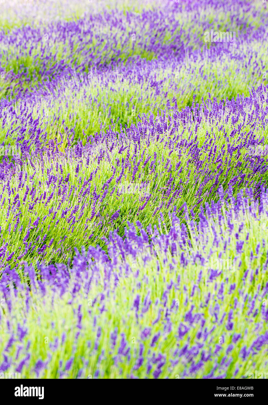 Lavendelfelder, Cotswolds, Worcestershire, UK Stockfoto