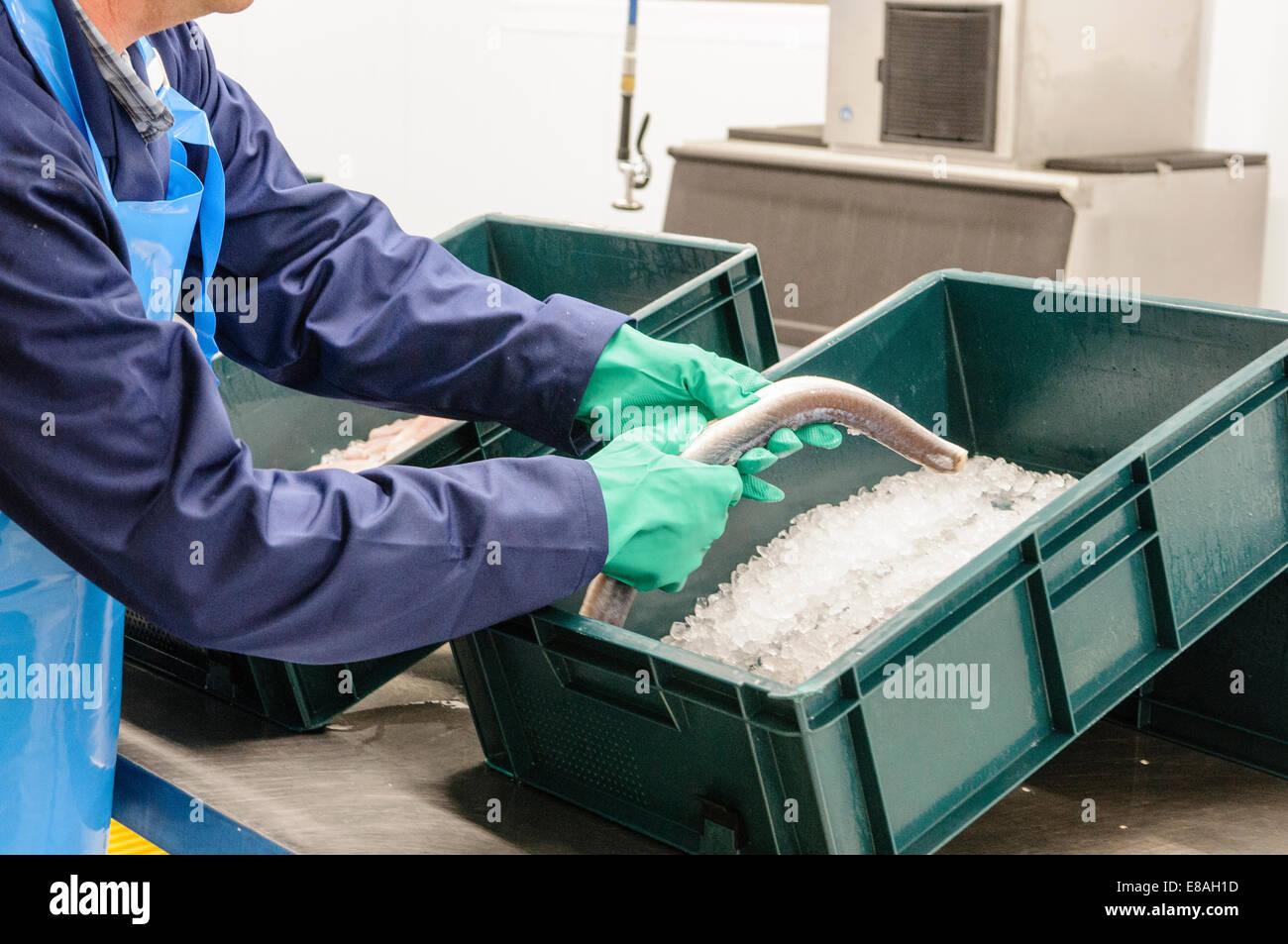 Ein Mann bereitet und Aale mit Eis verpackt. Stockfoto