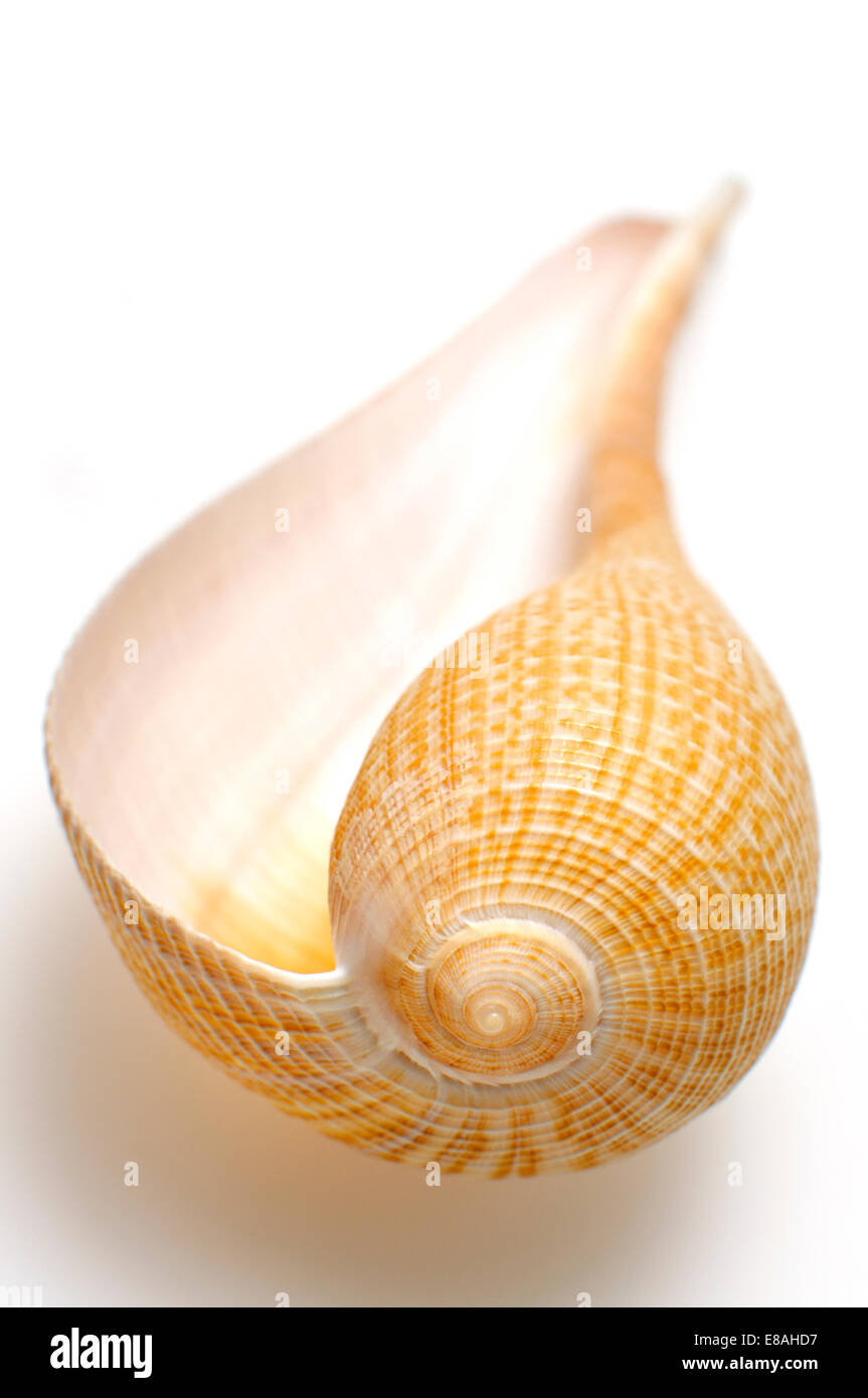 Anmutige Figur Shell (Ficus Gracilis) 13cm Stockfoto