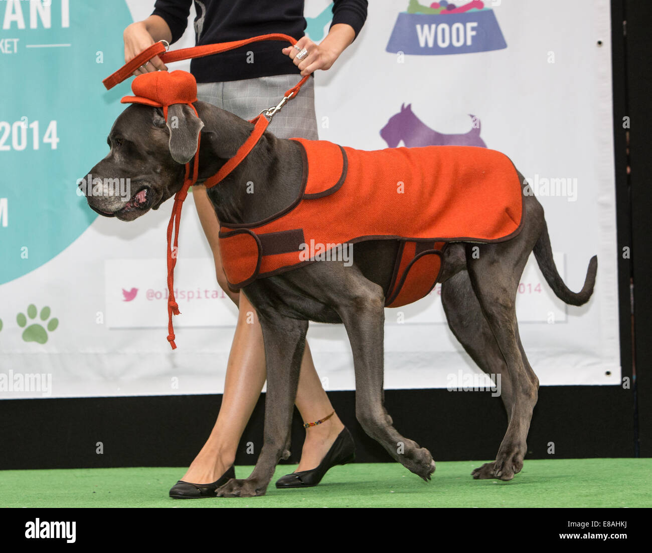 Spitalfields Hund Pageant und Mode-show Stockfoto