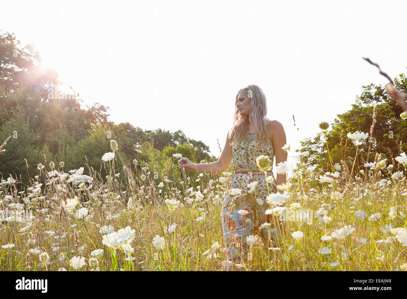 Frau im Bereich der Wildblumen Stockfoto