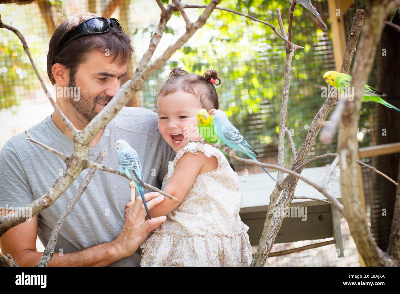 Vater und Baby Tochter Wellensittich Papageien im Zoo betrachten Stockfoto
