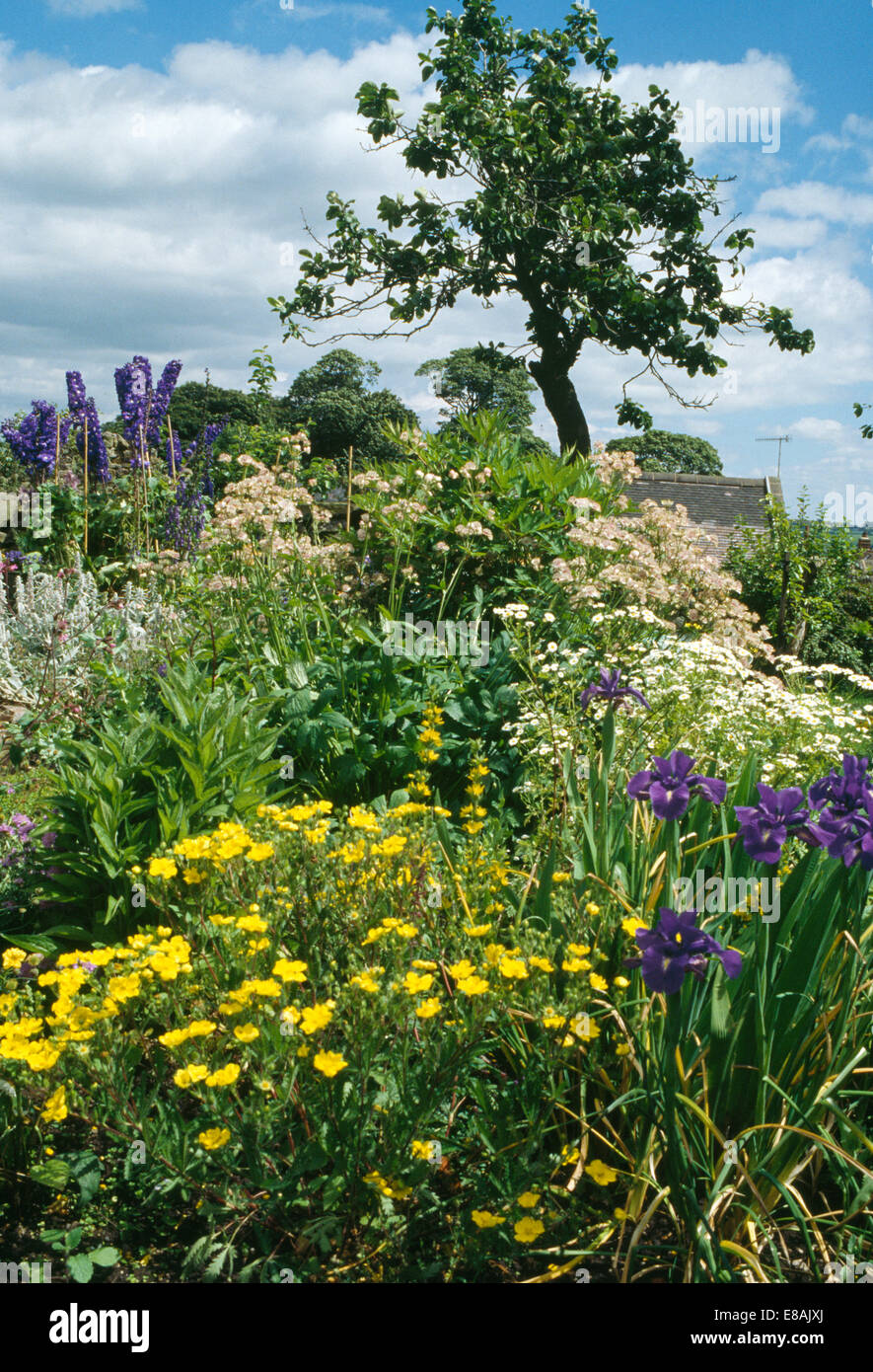 Blaue Iris und gelbe Ranunkeln im großen Garten Grenze Stockfoto