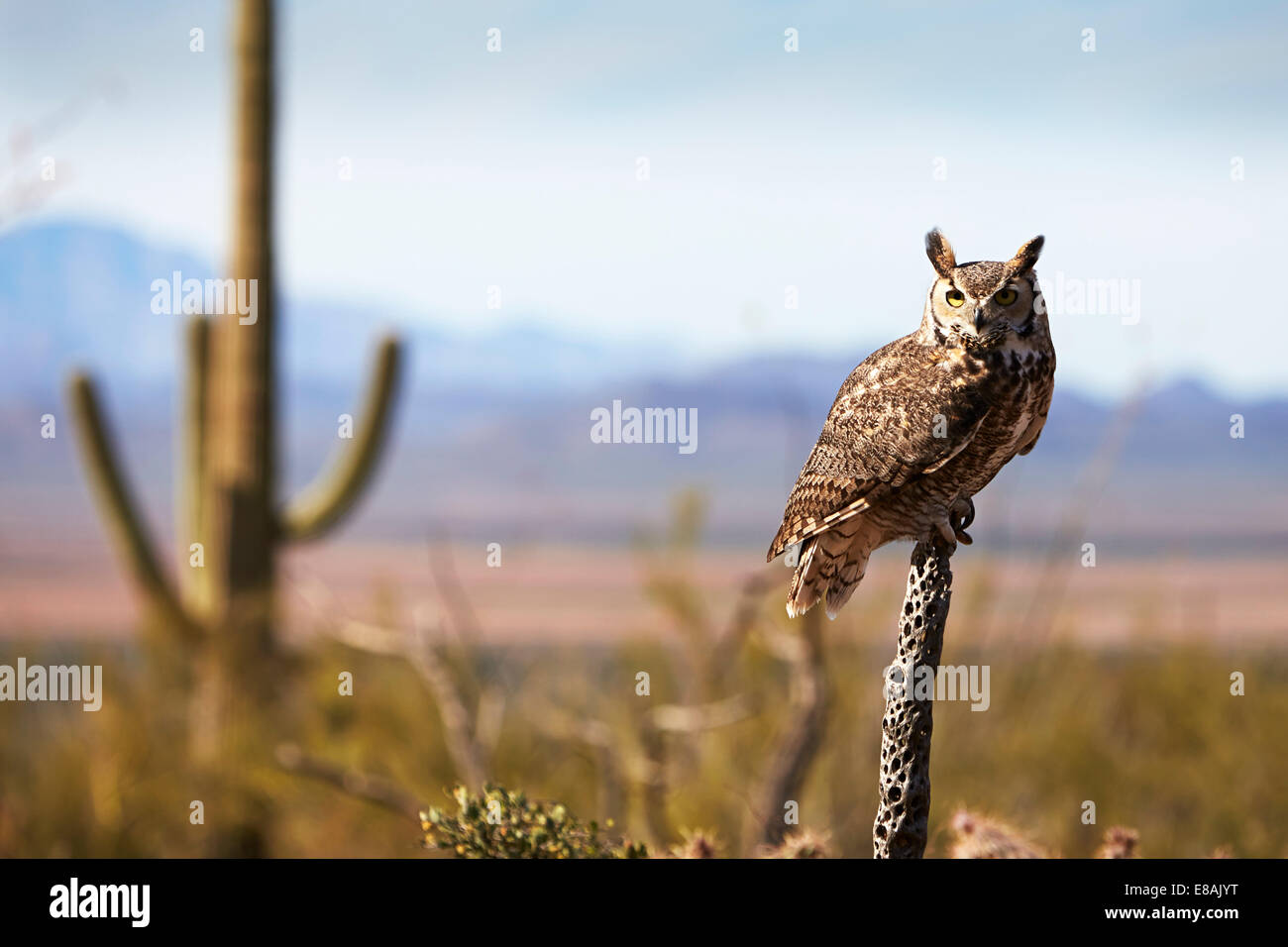 Große gehörnte Eule, Bubo virginianus Stockfoto