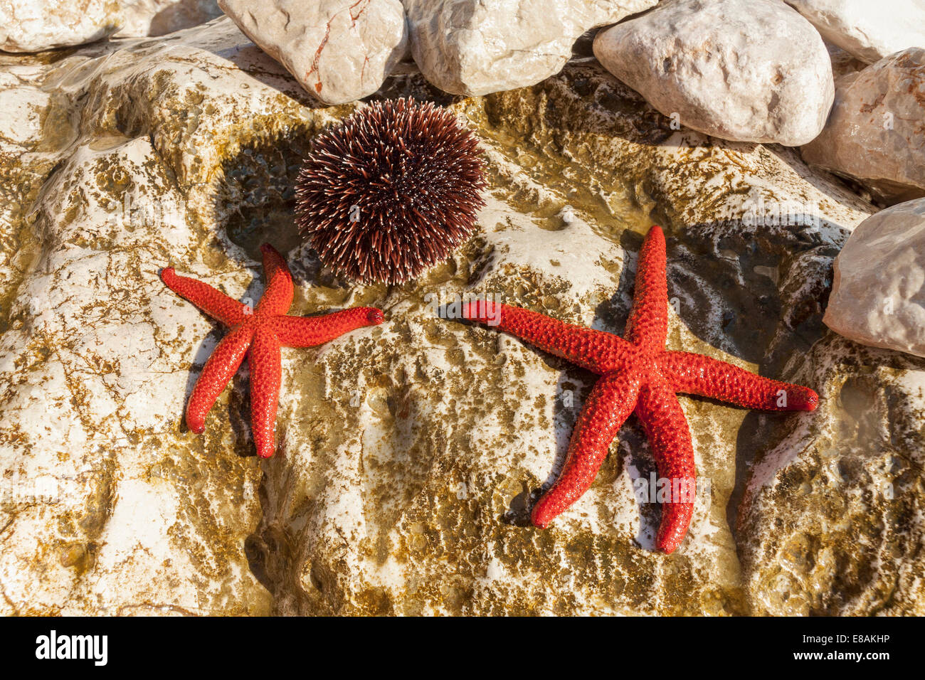 Seesterne und Seeigel auf einem Felsen im Jagodna Dorf, Insel Hvar, Kroatien Stockfoto