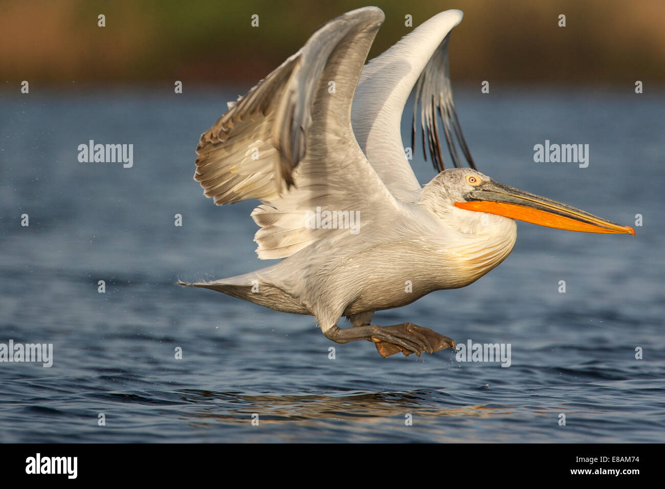 Krauskopfpelikan (Pelecanus Crispus) ausziehen über Wasser Stockfoto