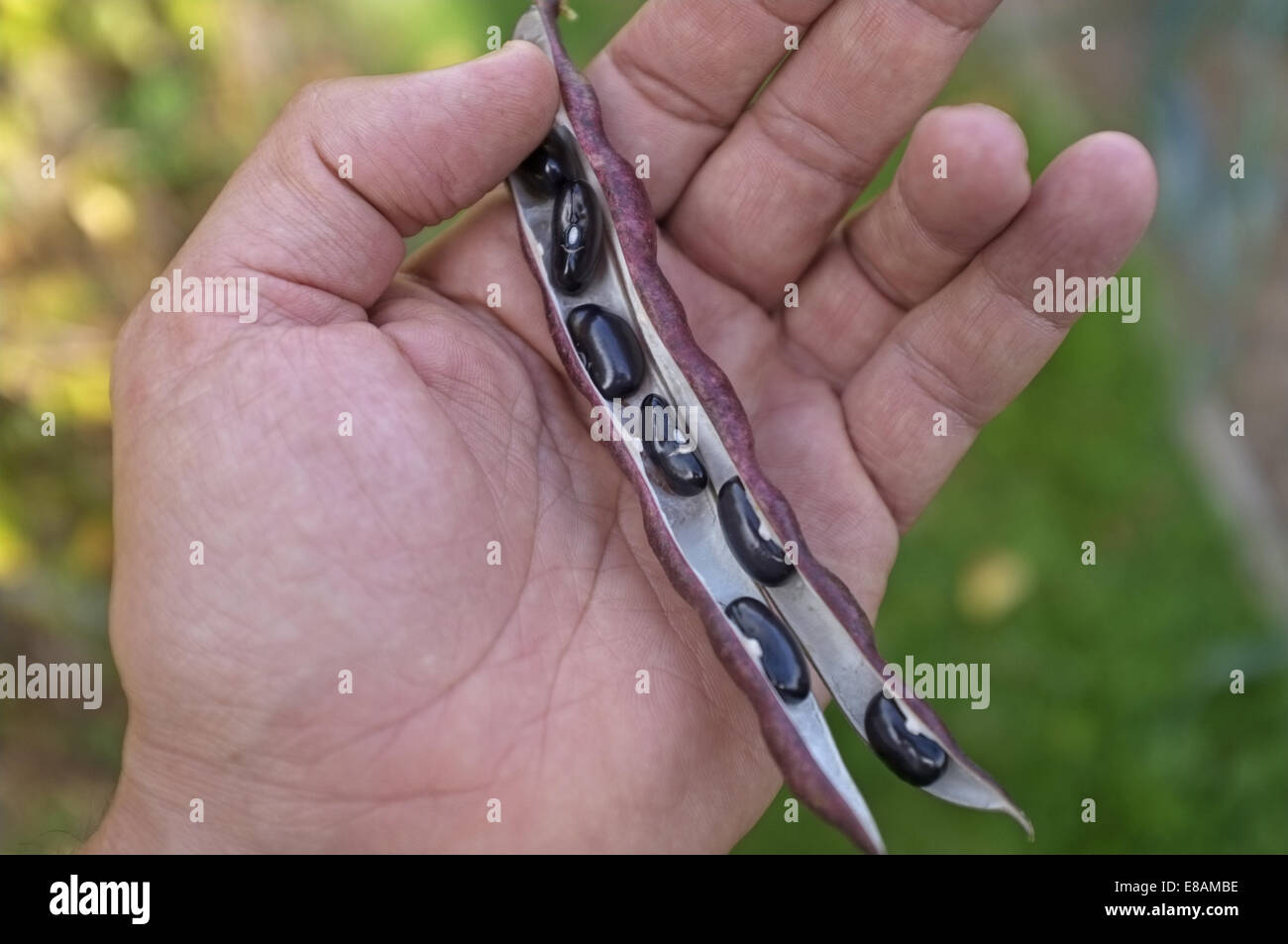 Person Holding Bohnen Stockfoto