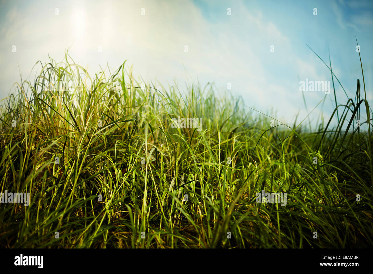 Nahes hohes Niveau Oberflächenansicht von üppig grünem Rasen Stockfoto