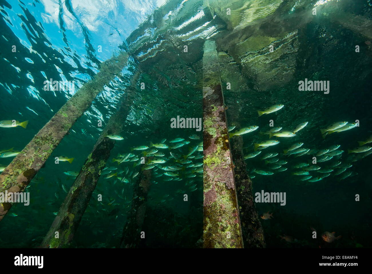 Fische schwimmen unter willkommen Jetty, niedrigen Winkel, Uepi Island, Neubritannien, Salomonen Stockfoto