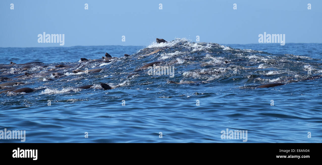 Eine Gruppe von Dichtungen in ein gefundenes Fressen bekommen in Monterey Bay in Kalifornien Stockfoto