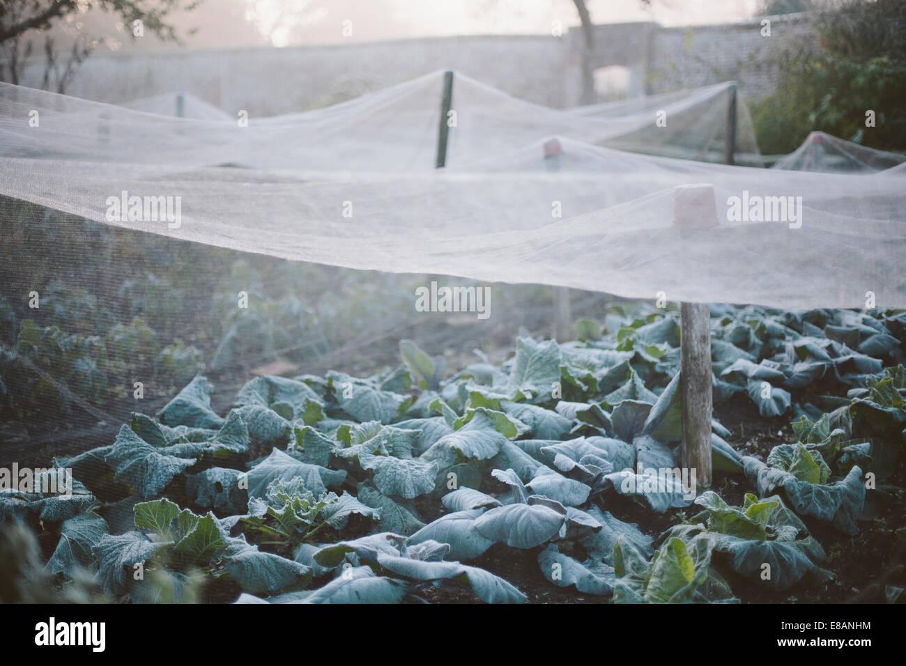 Netze für Pflanzen im Garten Küche am nebligen Morgen Stockfoto