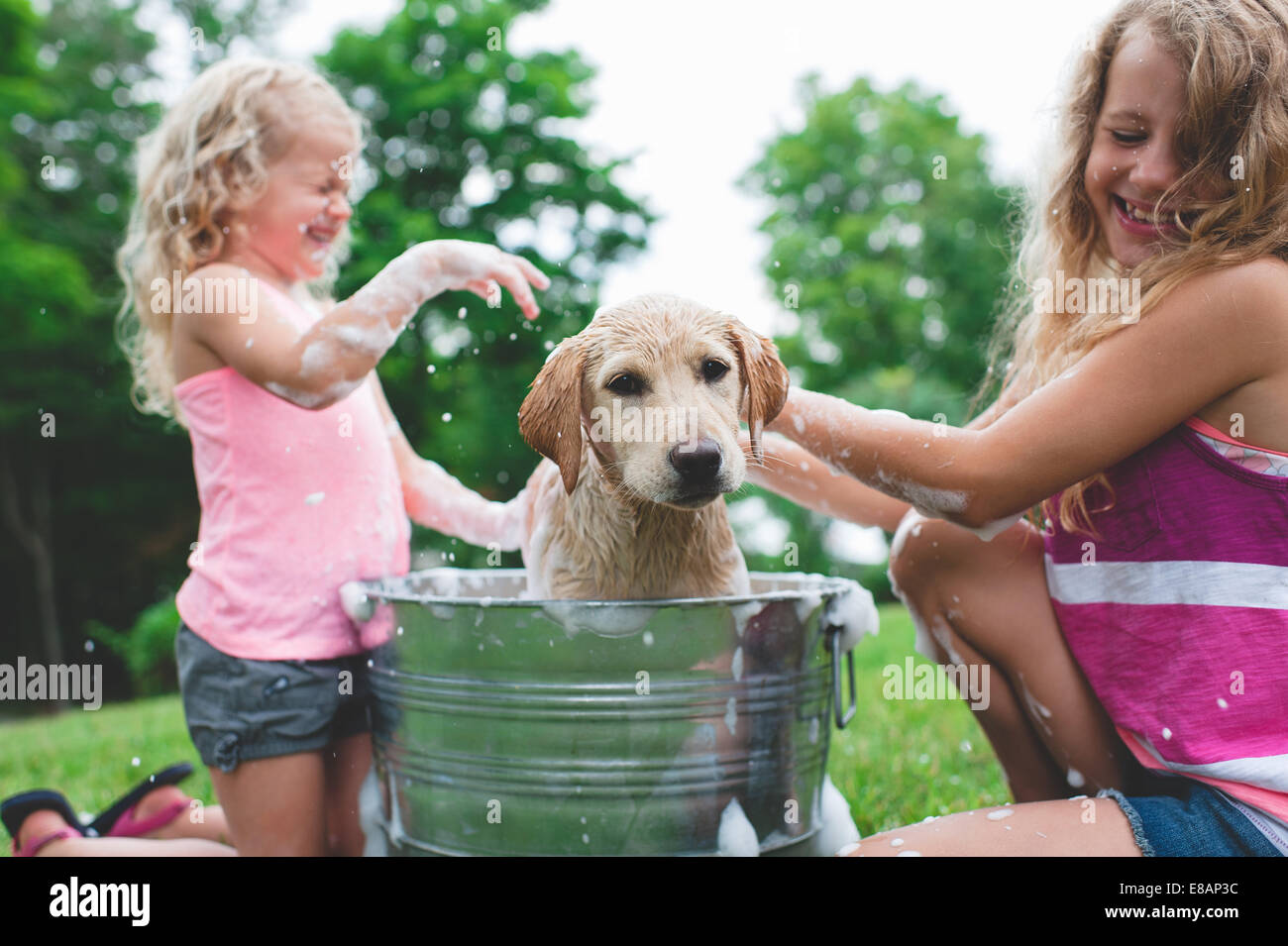 Labrador Retriever Welpen in Eimer schütteln Badewasser bei Schwestern Stockfoto