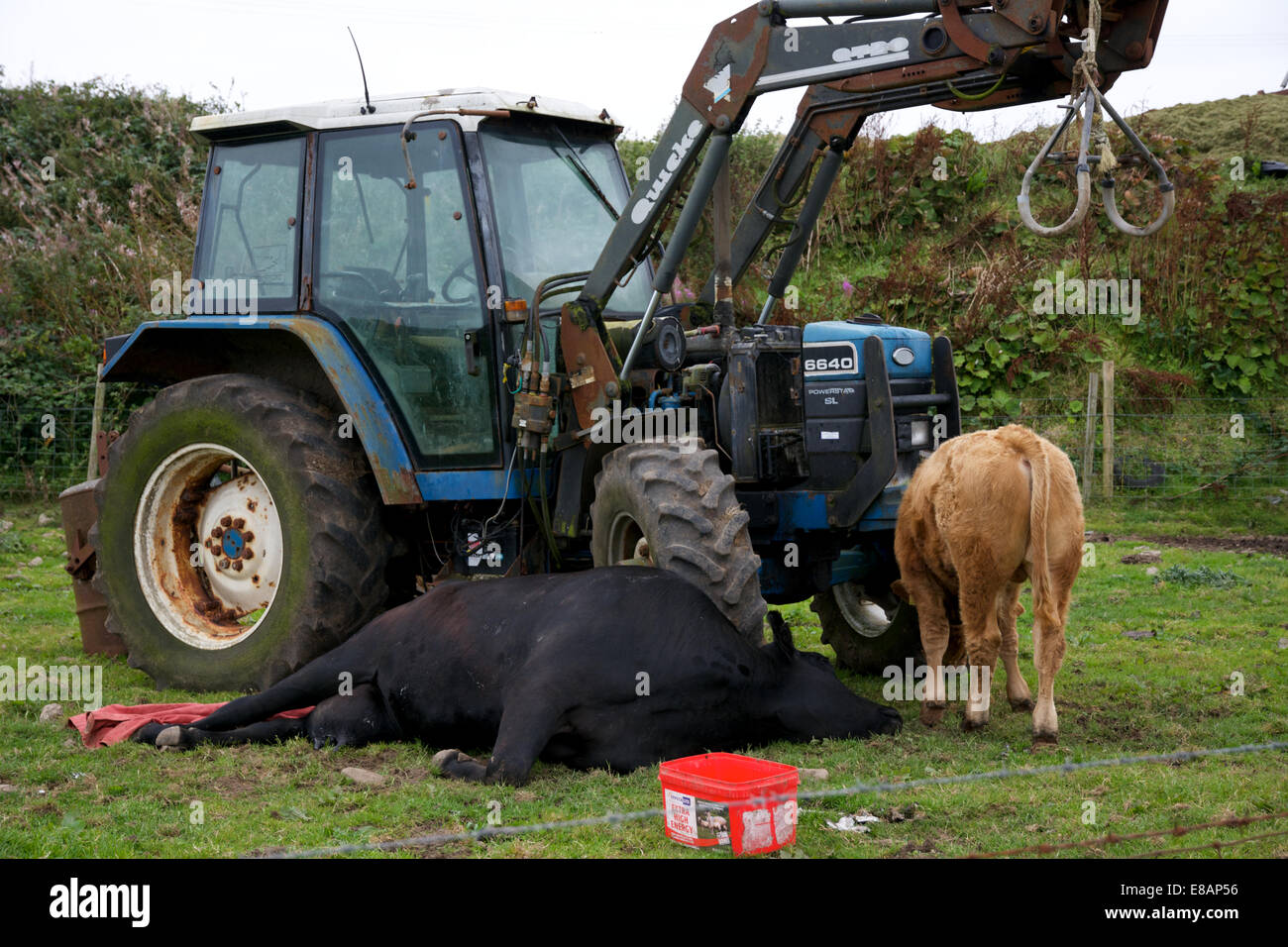 Kuh-Sterblichkeit von Kalben: gelegentlich die Kuh leidet Nervenschäden und nicht nach dem Kalben. Stockfoto