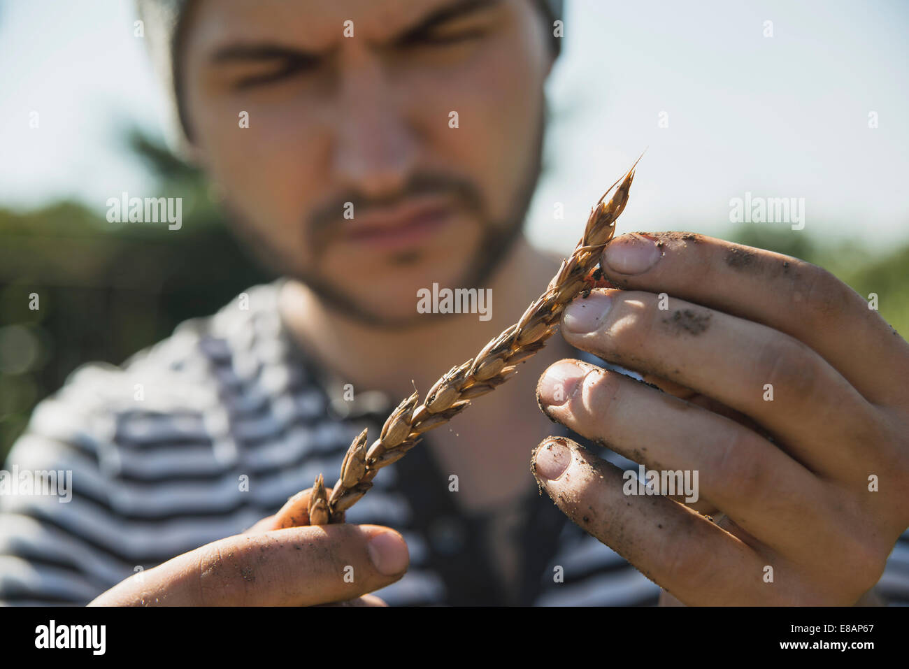 Gärtner halten Ähre Stockfoto