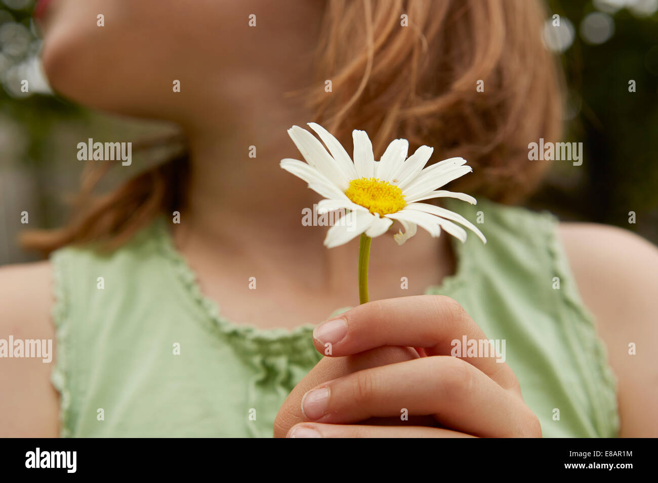 Bild des Mädchens, die Daisy Blume beschnitten Stockfoto
