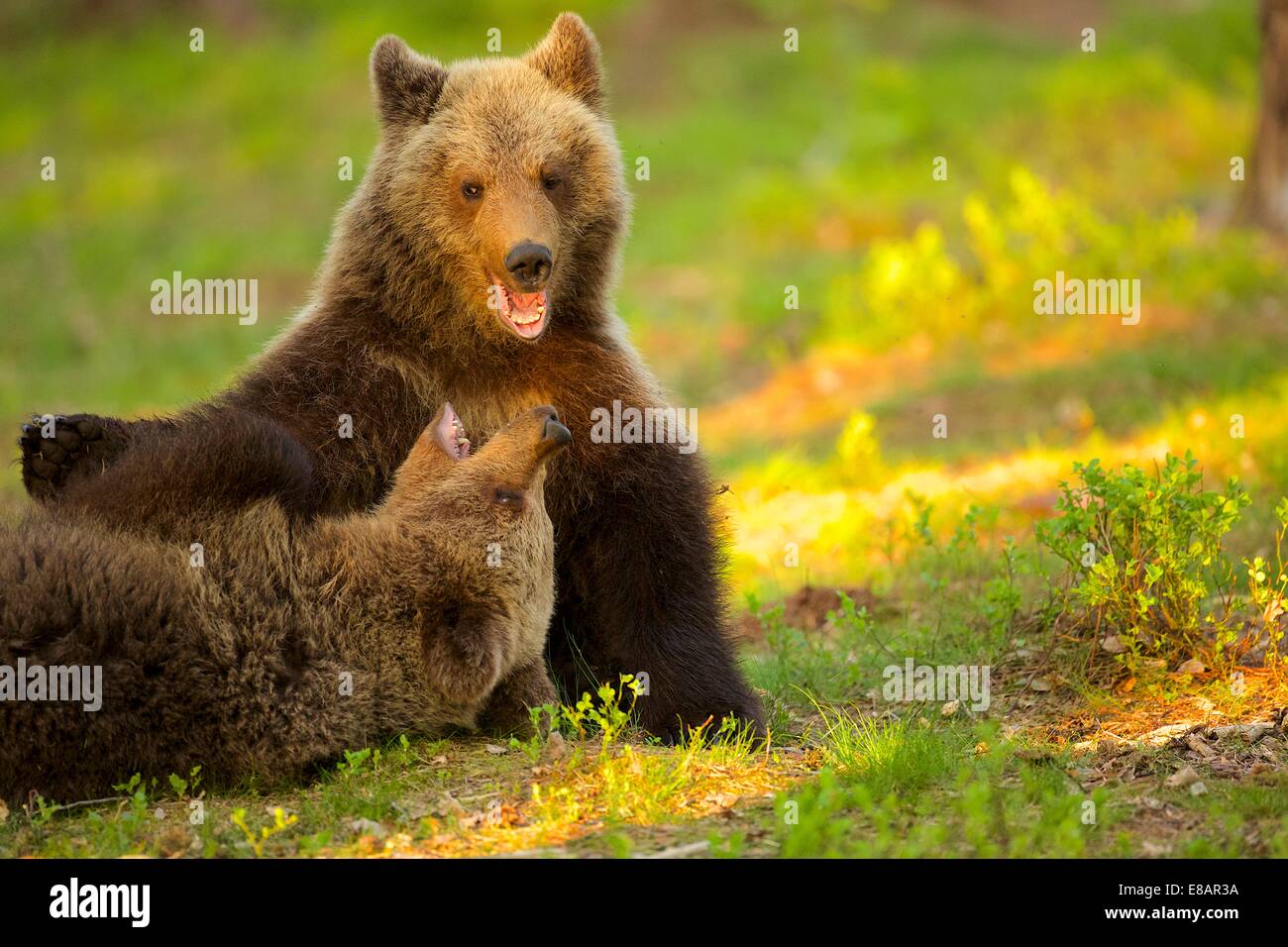 Zwei braune Bärenjungen spielen kämpfen (Ursus Arctos) in Taiga-Wald, Finnland Stockfoto