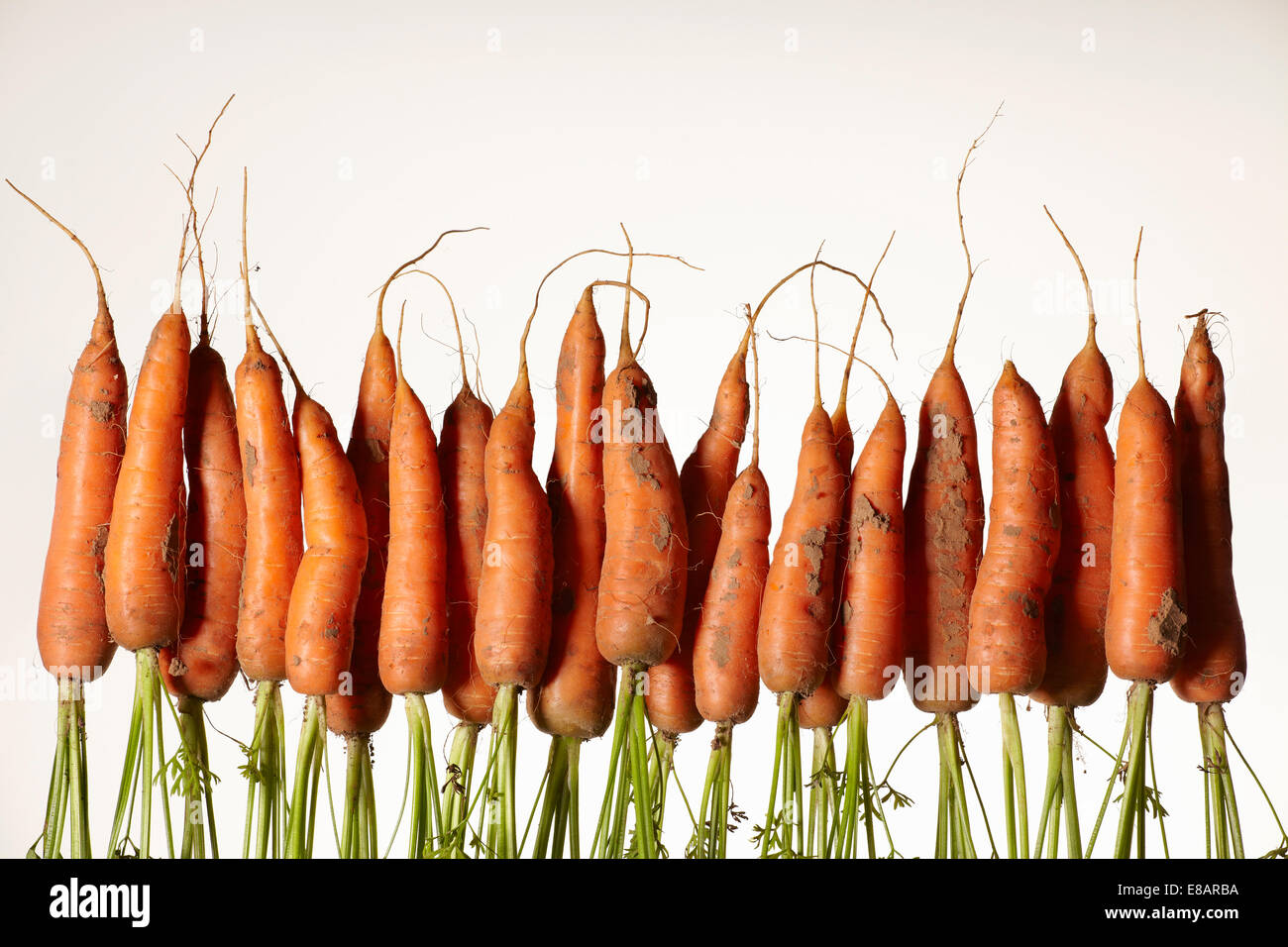 Eine Reihe von Kopf frische Karotten mit Wurzeln Stockfoto