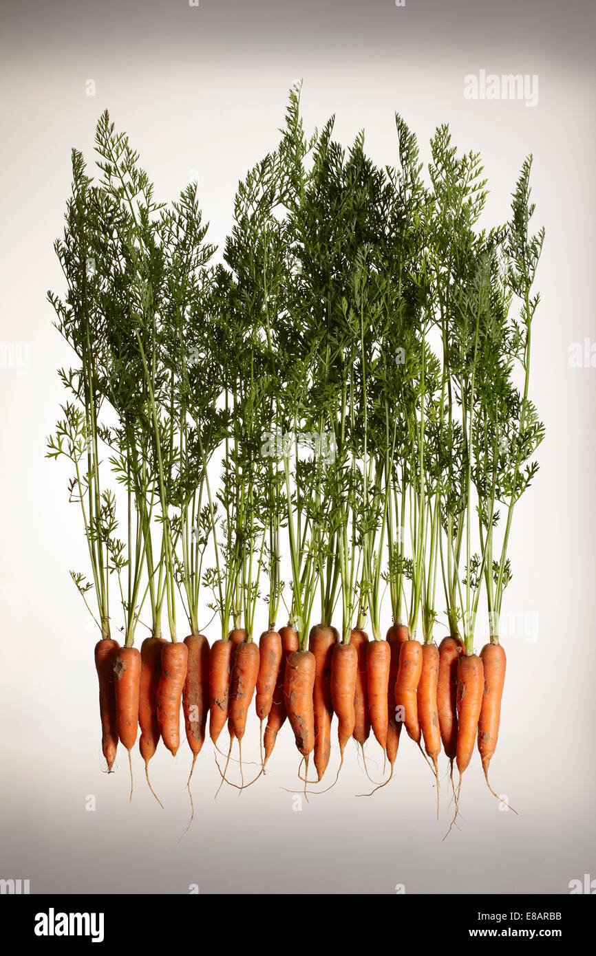 Eine Reihe von frischen Karotten mit Wurzeln und Blätter Stockfoto