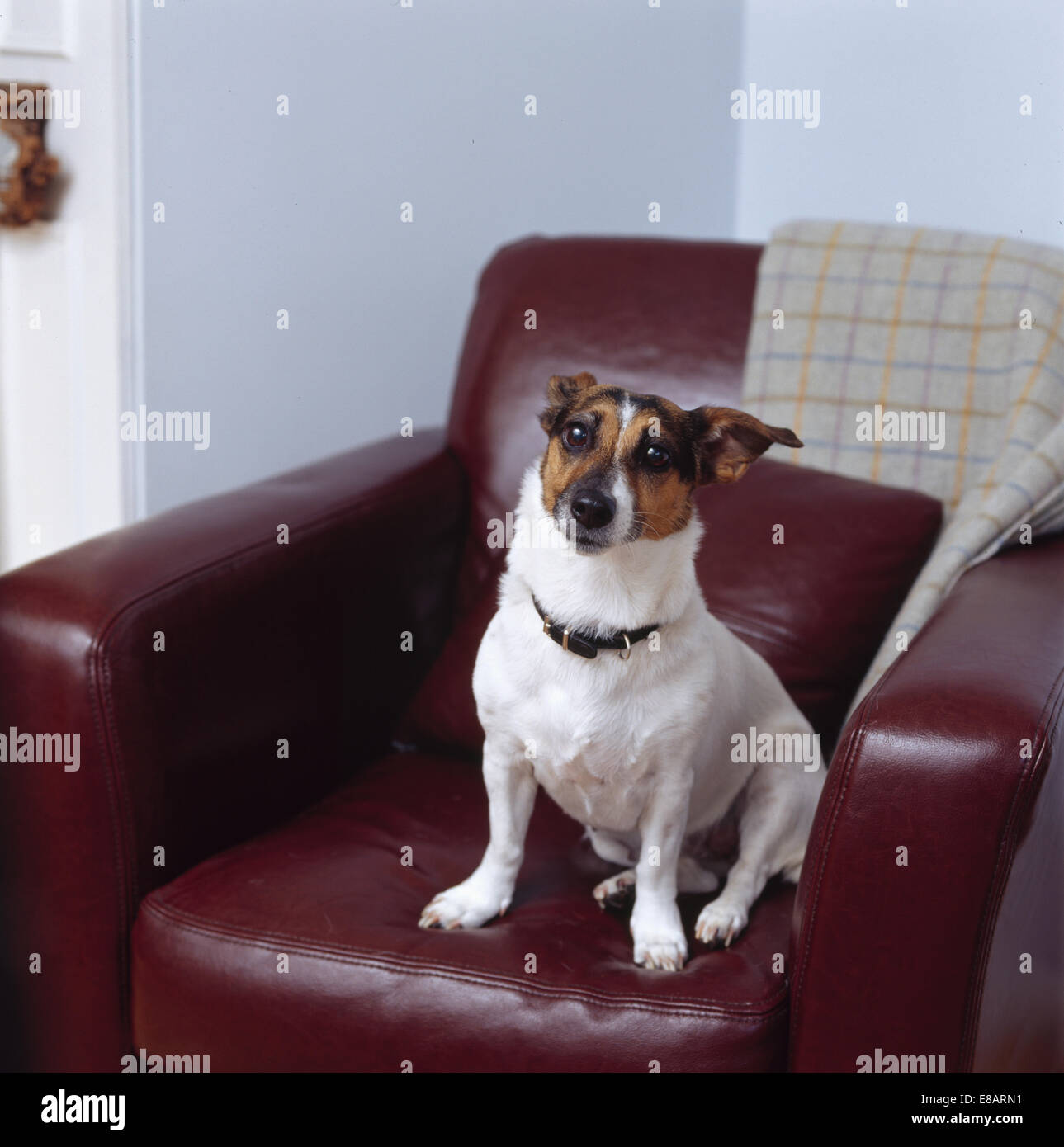 Nahaufnahme von Jack Russell Hundesitting auf Ledersessel Stockfoto