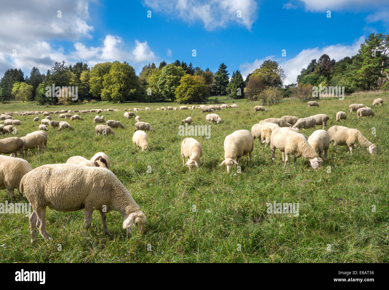 Schafe fressen auf einer Wiese Stockfoto